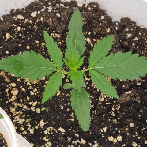 Genética desconhecida growlog timeline photo