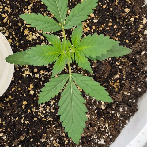 Genética desconhecida growlog timeline photo