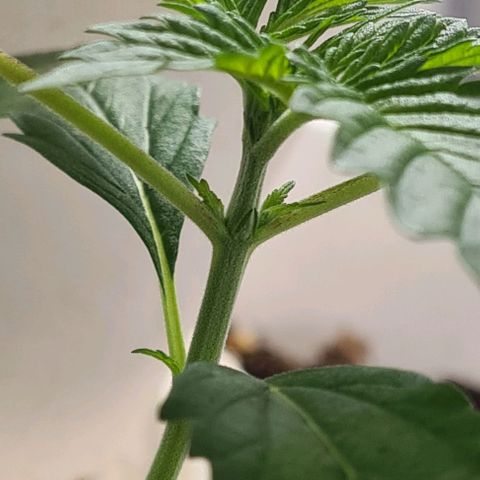 Genética desconhecida growlog timeline photo