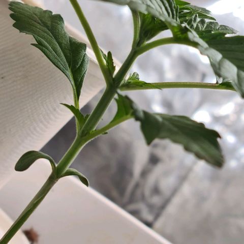 Genética desconhecida growlog timeline photo