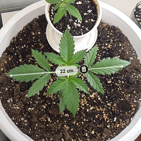 Genética desconhecida growlog timeline photo