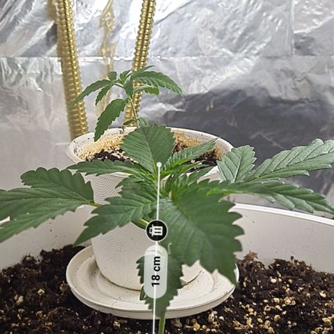 Genética desconhecida growlog timeline photo