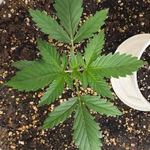 Genética desconhecida growlog timeline photo