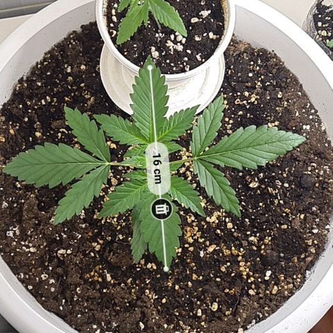 Genética desconhecida growlog timeline photo