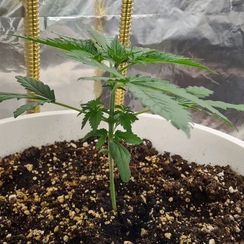 Genética desconhecida growlog timeline photo
