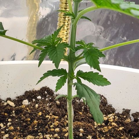 Genética desconhecida growlog timeline photo