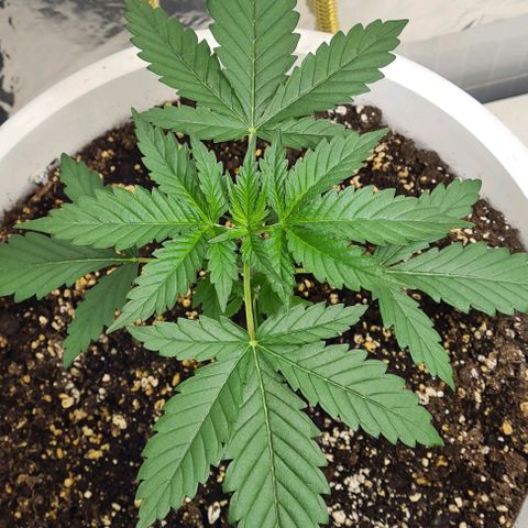 Genética desconhecida growlog timeline photo