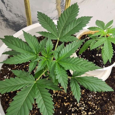 Genética desconhecida growlog timeline photo