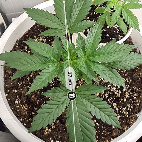 Genética desconhecida growlog timeline photo