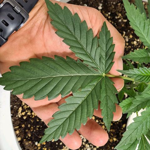 Genética desconhecida growlog timeline photo
