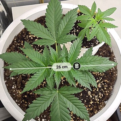 Genética desconhecida growlog timeline photo