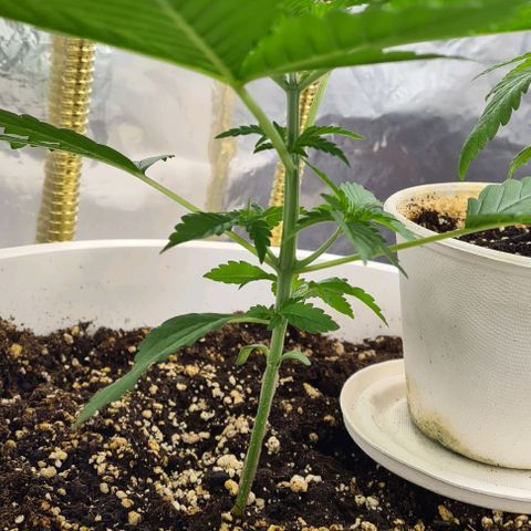 Genética desconhecida growlog timeline photo