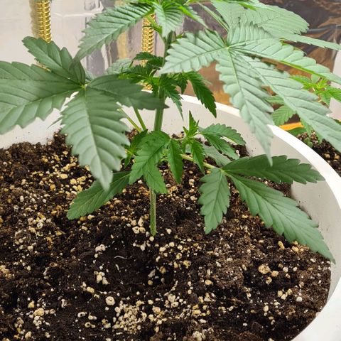 Genética desconhecida growlog timeline photo