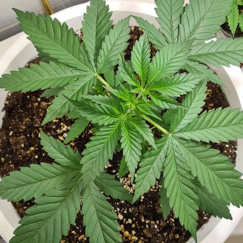 Genética desconhecida growlog timeline photo