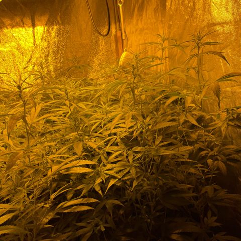 Super Silver Haze growlog photo: Added useful insects to combat mourning gnats