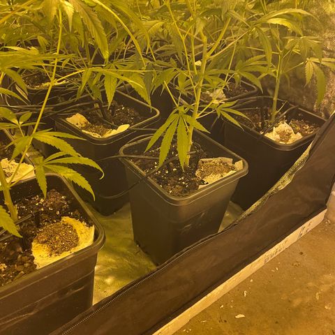 Super Silver Haze growlog photo: Added useful insects to combat mourning gnats