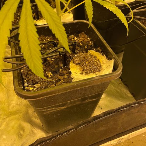 Super Silver Haze growlog photo: Added useful insects to combat mourning gnats