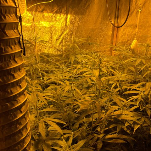 Super Silver Haze growlog photo: Added useful insects to combat mourning gnats
