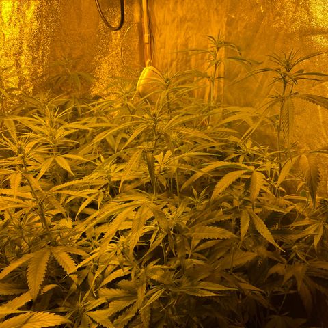 Super Silver Haze growlog photo: Added useful insects to combat mourning gnats