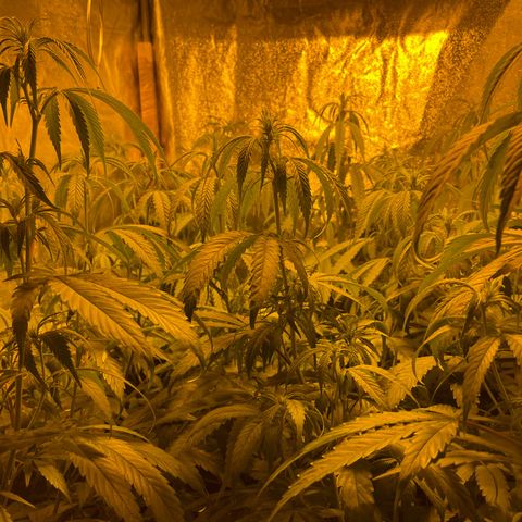 Super Silver Haze growlog photo: First week flowering 