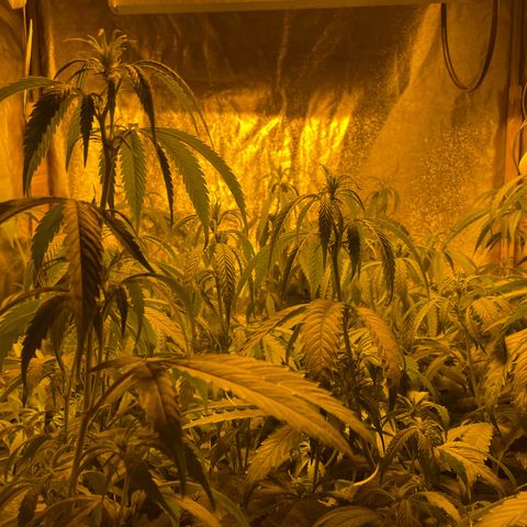 Super Silver Haze growlog photo: First week flowering 