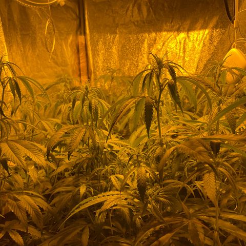 Super Silver Haze growlog photo: First week flowering 
