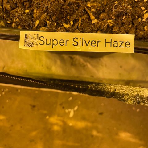 Super Silver Haze growlog photo: First week flowering 