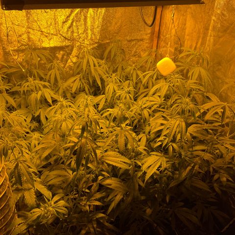 Super Silver Haze growlog photo: First week flowering 