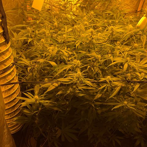 Super Silver Haze growlog timeline photo