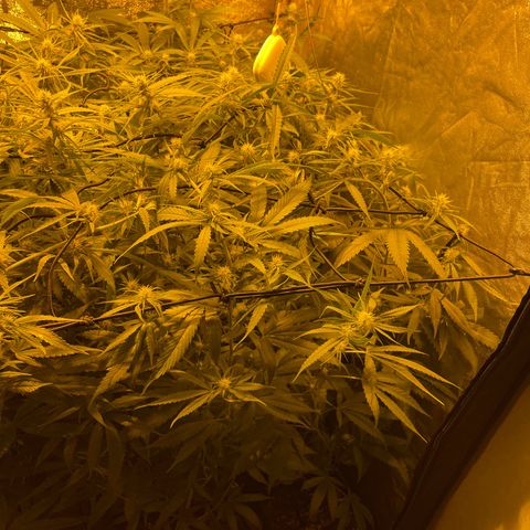 Super Silver Haze growlog timeline photo