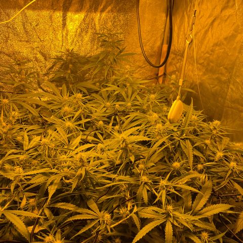 Super Silver Haze growlog timeline photo
