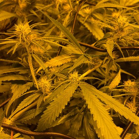 Super Silver Haze growlog timeline photo