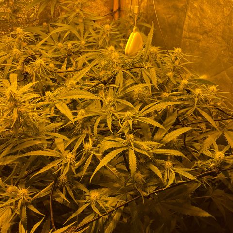 Super Silver Haze growlog timeline photo