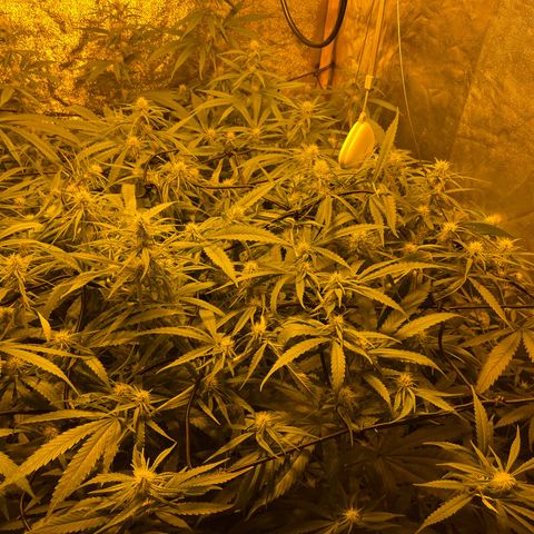 Super Silver Haze growlog timeline photo