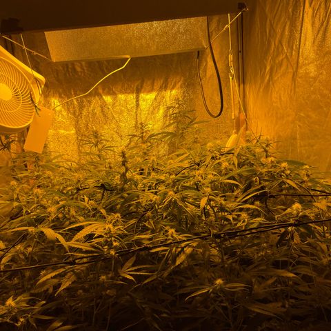 Super Silver Haze growlog timeline photo