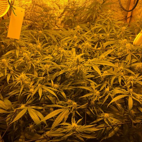 Super Silver Haze growlog timeline photo