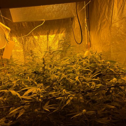 Super Silver Haze growlog timeline photo