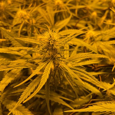 Super Silver Haze growlog timeline photo
