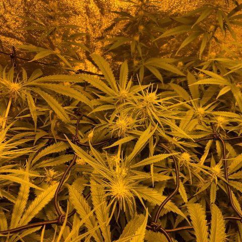 Super Silver Haze growlog timeline photo