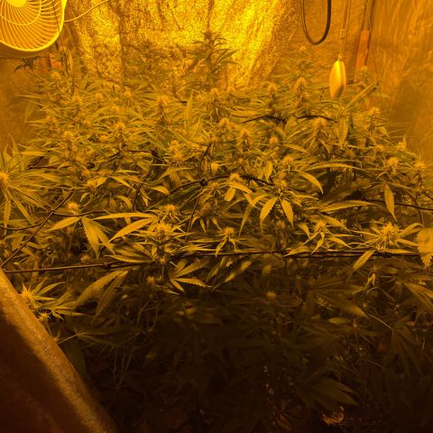 Super Silver Haze growlog timeline photo