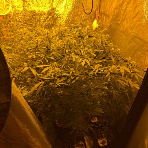 Super Silver Haze growlog timeline photo
