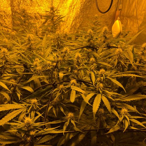 Super Silver Haze growlog timeline photo
