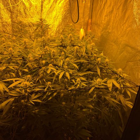 Super Silver Haze growlog timeline photo