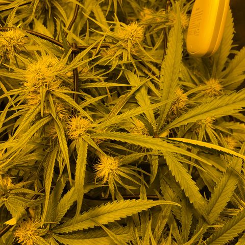 Super Silver Haze growlog photo: The only nutrients given are chalk rock dust and chicken pellets 