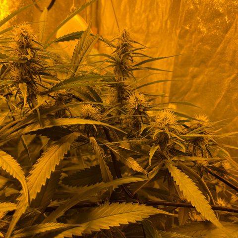 Super Silver Haze growlog photo: The only nutrients given are chalk rock dust and chicken pellets 
