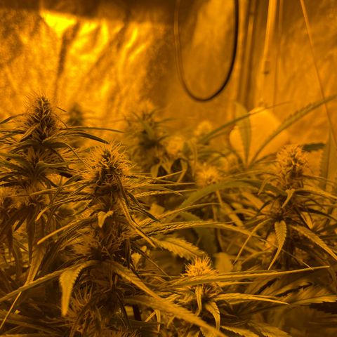 Super Silver Haze growlog photo: The only nutrients given are chalk rock dust and chicken pellets 