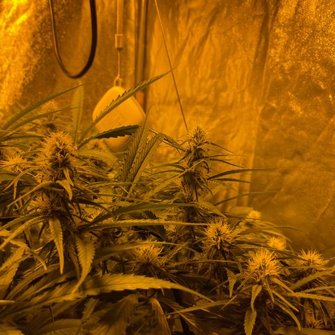 Super Silver Haze growlog photo: The only nutrients given are chalk rock dust and chicken pellets 