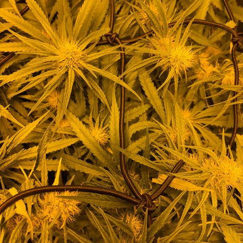 Super Silver Haze growlog photo: The only nutrients given are chalk rock dust and chicken pellets 