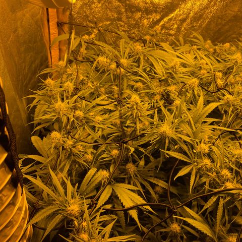 Super Silver Haze growlog photo: The only nutrients given are chalk rock dust and chicken pellets 