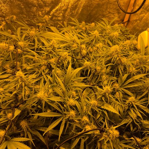 Super Silver Haze growlog photo: The only nutrients given are chalk rock dust and chicken pellets 